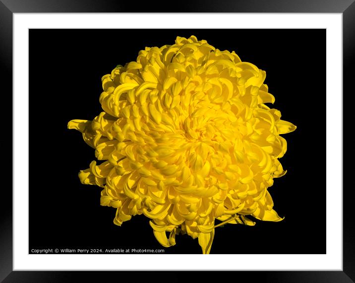 Yellow Giant Japanese Chrysanthemum Flower Kyoto Japan Framed Mounted Print by William Perry