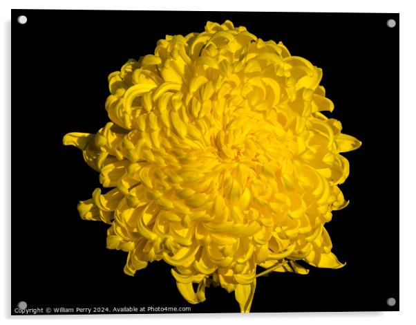 Yellow Giant Japanese Chrysanthemum Flower Kyoto Japan Acrylic by William Perry
