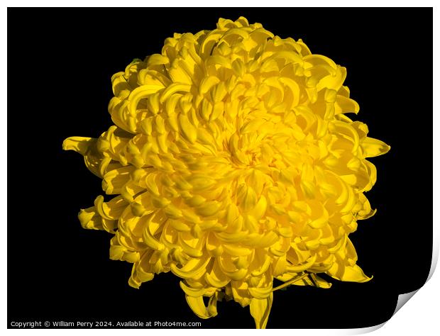 Yellow Giant Japanese Chrysanthemum Flower Kyoto Japan Print by William Perry