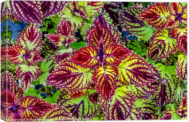Colorful Green Red Rainbow Japanese Coleus Leaves Kyoto Japan. Canvas Print by William Perry