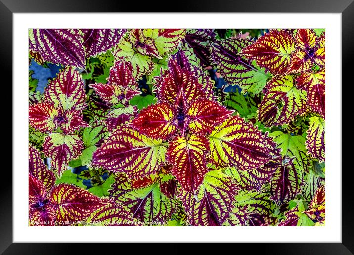 Colorful Green Red Rainbow Japanese Coleus Leaves Kyoto Japan. Framed Mounted Print by William Perry