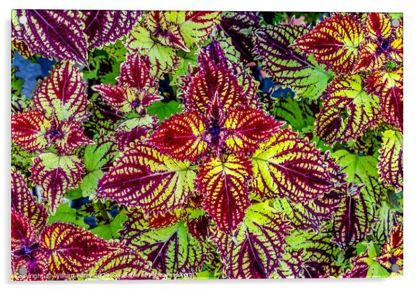 Colorful Green Red Rainbow Japanese Coleus Leaves Kyoto Japan. Acrylic by William Perry