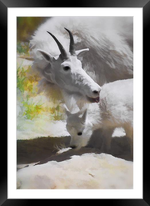 Mountain Goat and baby Framed Mounted Print by Elaine Manley
