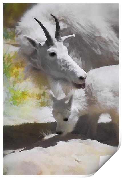 Mountain Goat and baby Print by Elaine Manley