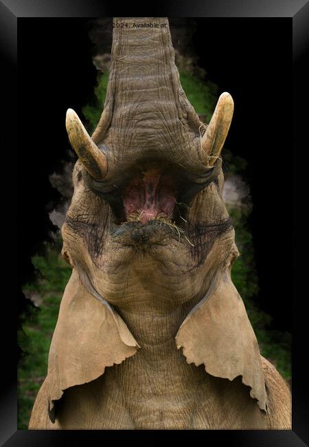 Skyward Snack - Elephant's Upward Reach Framed Print by rawshutterbug 