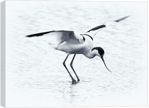 Avocet Canvas Print by David Jeffery