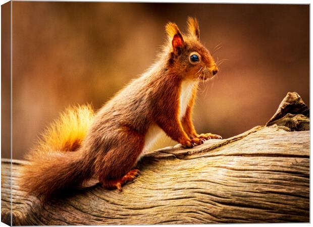Red Squirrel Canvas Print by David Jeffery