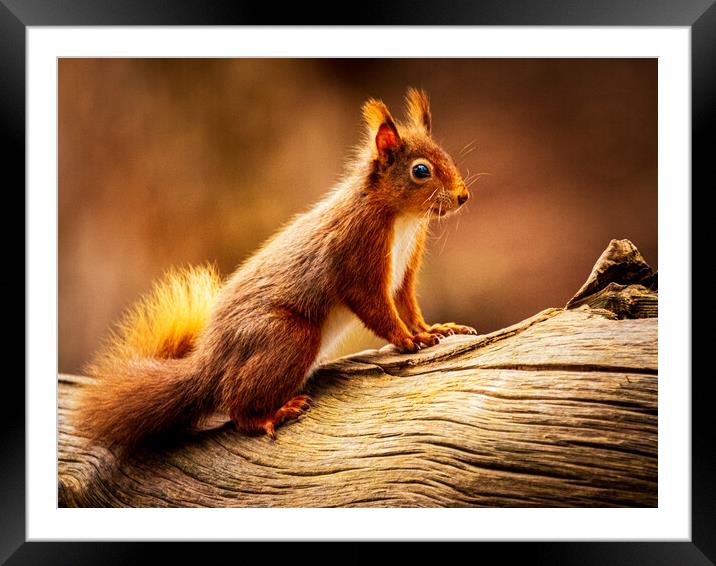 Red Squirrel Framed Mounted Print by David Jeffery