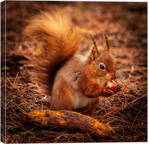 Red Squirrel eating a Hazelnut Canvas Print by David Jeffery
