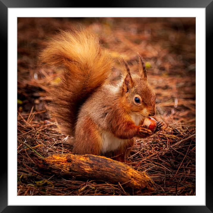 Red Squirrel eating a Hazelnut Framed Mounted Print by David Jeffery