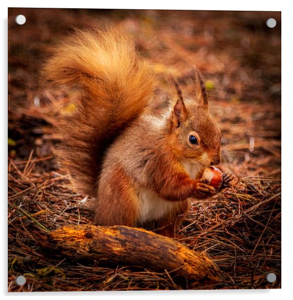 Red Squirrel eating a Hazelnut Acrylic by David Jeffery