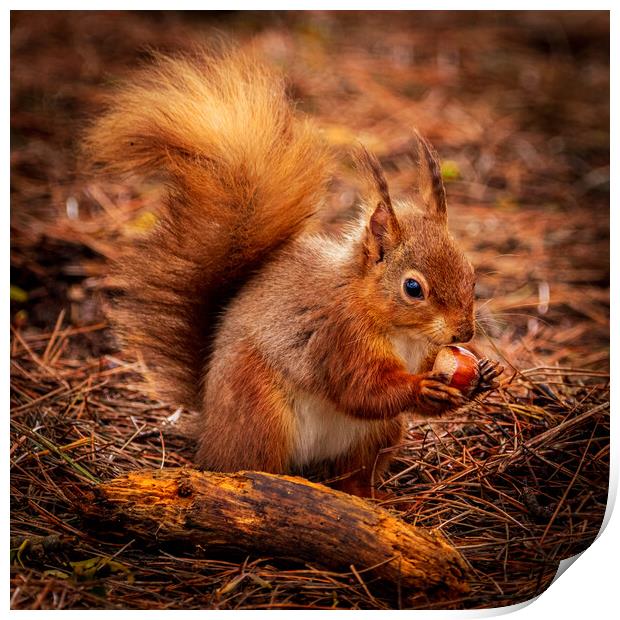 Red Squirrel eating a Hazelnut Print by David Jeffery