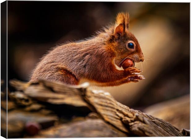 Red Squirrel about to run Canvas Print by David Jeffery