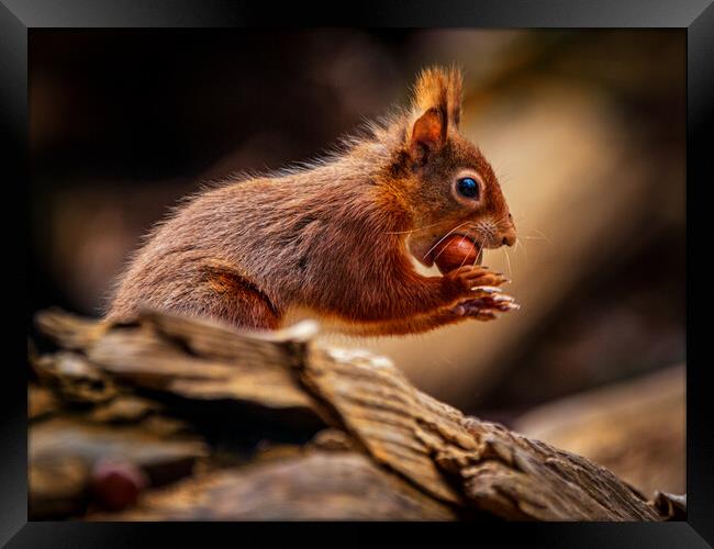 Red Squirrel about to run Framed Print by David Jeffery