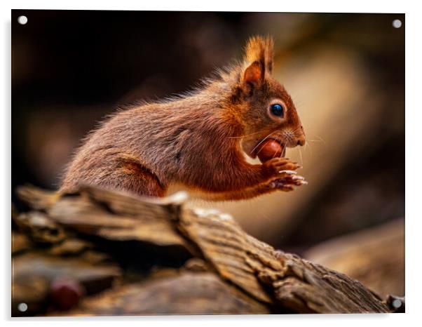 Red Squirrel about to run Acrylic by David Jeffery