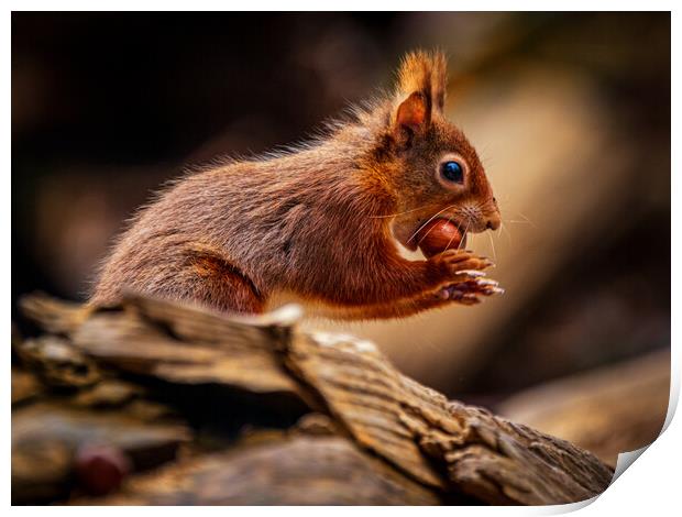 Red Squirrel about to run Print by David Jeffery