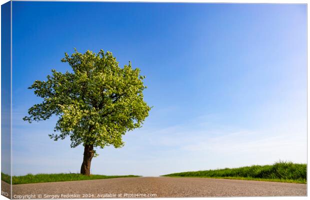 Lonely tree near the road between green fields Canvas Print by Sergey Fedoskin