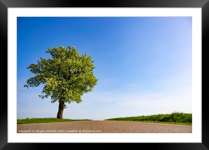 Lonely tree near the road between green fields Framed Mounted Print by Sergey Fedoskin