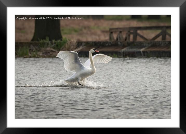 Swan big splash Framed Mounted Print by Kevin White