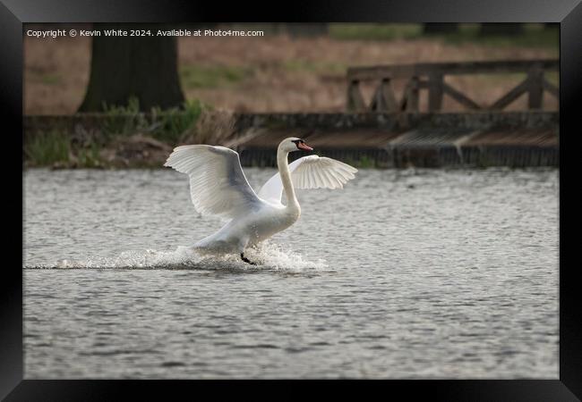 Swan big splash Framed Print by Kevin White