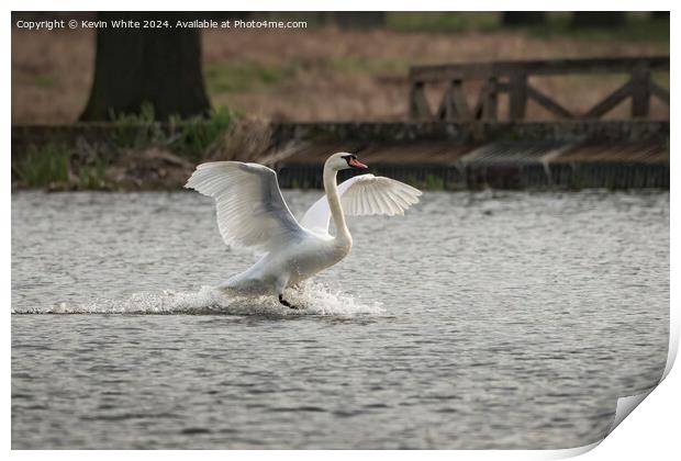 Swan big splash Print by Kevin White