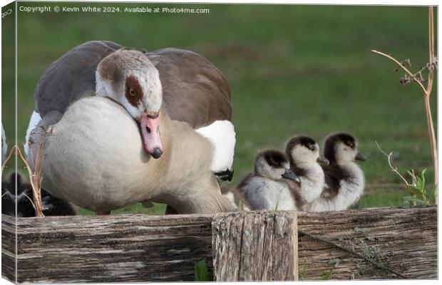 Mother goose keeping an eye on her goslings Canvas Print by Kevin White