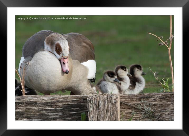 Mother goose keeping an eye on her goslings Framed Mounted Print by Kevin White