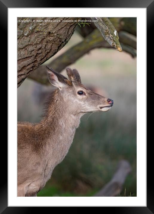 Young deer sheilding under a tree Framed Mounted Print by Kevin White