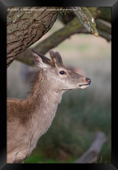 Young deer sheilding under a tree Framed Print by Kevin White