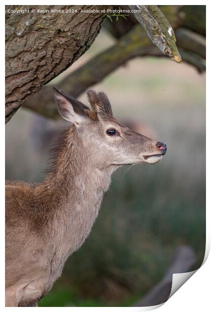 Young deer sheilding under a tree Print by Kevin White