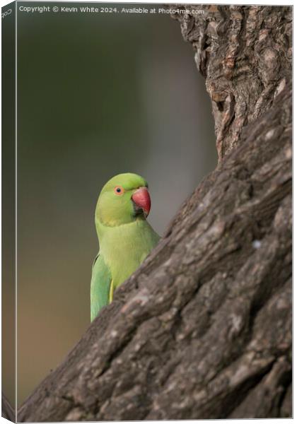 Inquisitive green parakeet Canvas Print by Kevin White