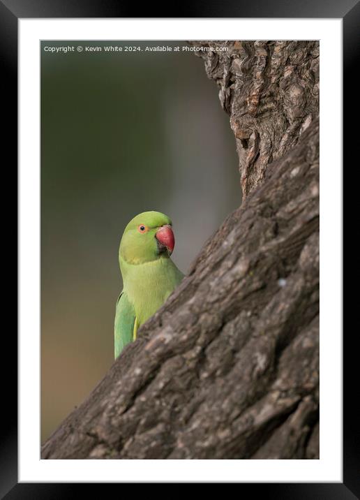 Inquisitive green parakeet Framed Mounted Print by Kevin White