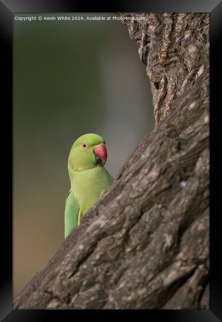Inquisitive green parakeet Framed Print by Kevin White