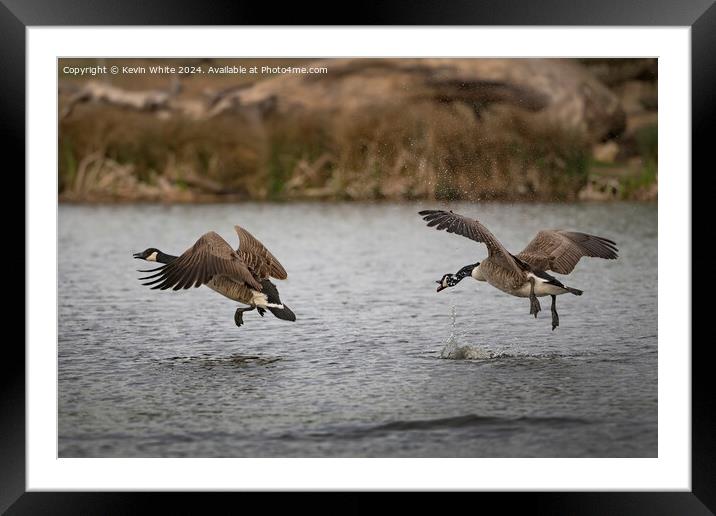 Fighting to be top male Framed Mounted Print by Kevin White