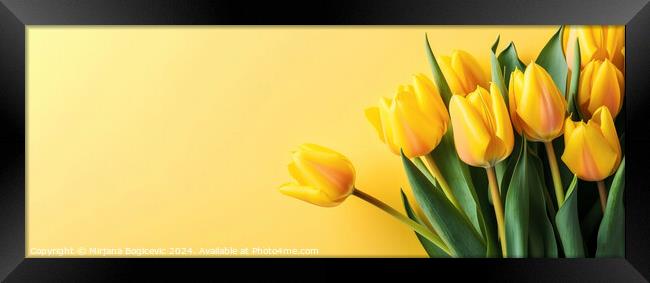 Yellow tulips on the yellow background Framed Print by Mirjana Bogicevic