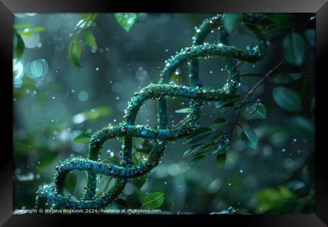 Enchanted Evening Dew on the Spiraling DNA Vines Framed Print by Mirjana Bogicevic