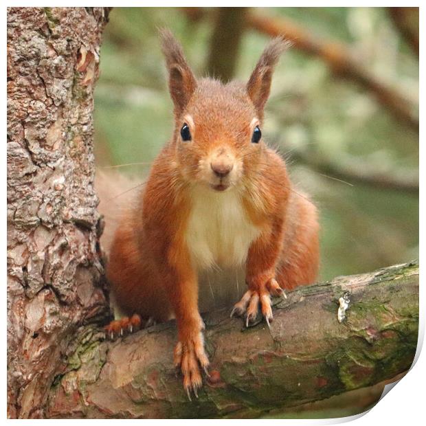 A Red Squirrel standing on a branch Print by Michael Hopes