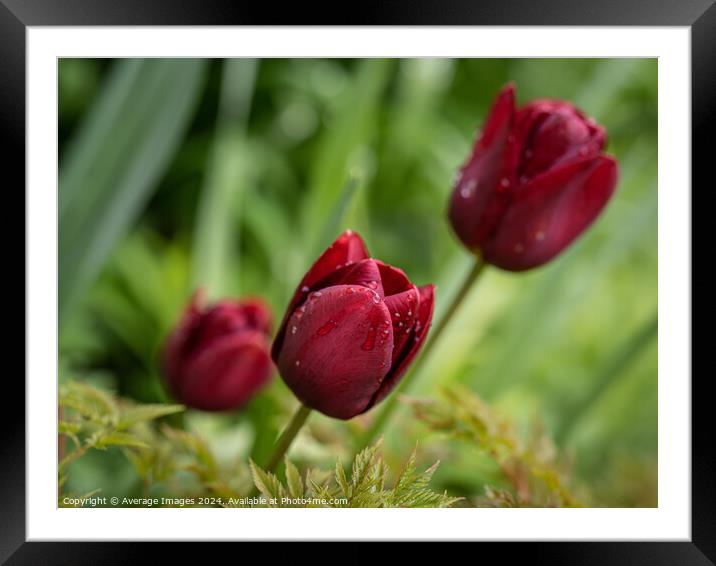 Three burgundy tulips Framed Mounted Print by Ironbridge Images
