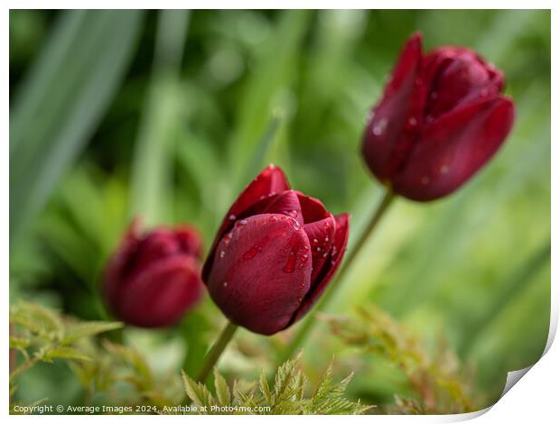 Three burgundy tulips Print by Ironbridge Images