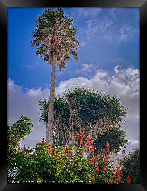 Tall Palm in Es Migjorn Menorca Garden Framed Print by Deanne Flouton