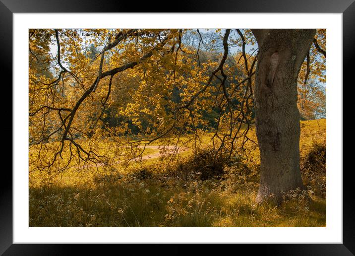 Autumn Gold Framed Mounted Print by Christine Lake
