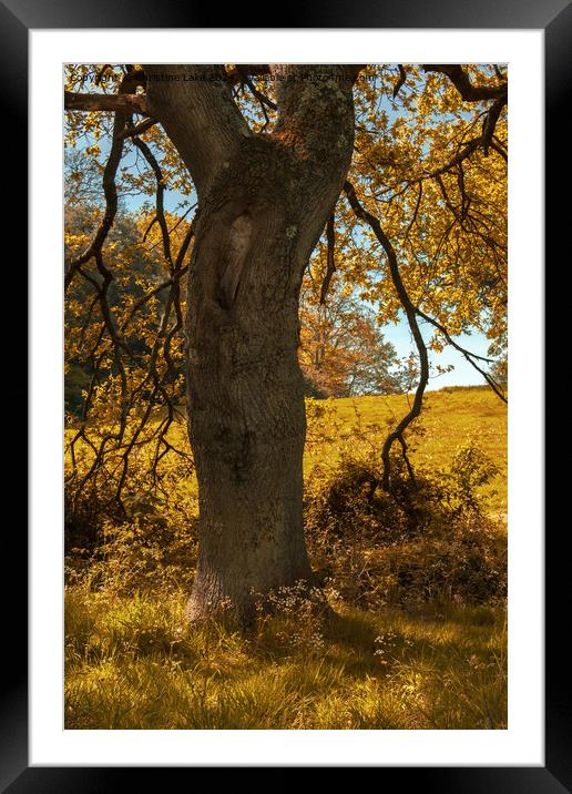 Autumn Gold 2 Framed Mounted Print by Christine Lake