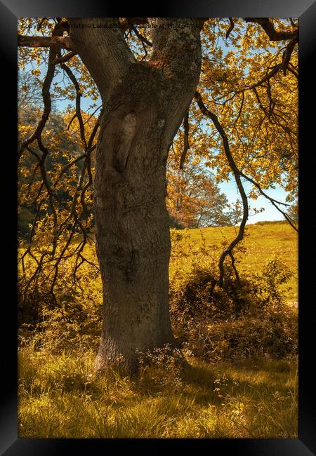 Autumn Gold 2 Framed Print by Christine Lake