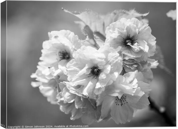 Plant flower Canvas Print by Simon Johnson