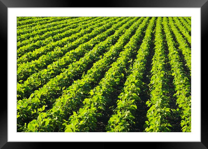 Soybean Field Patterns Framed Mounted Print by Dave Reede