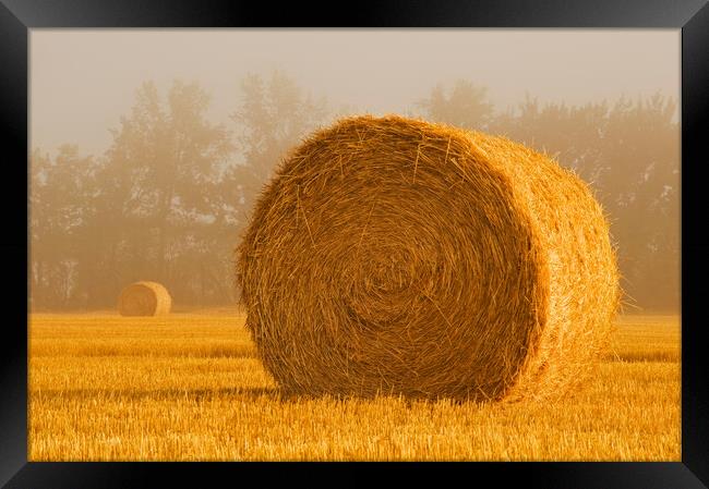 Wheat Straw Bales in the Fog Framed Print by Dave Reede