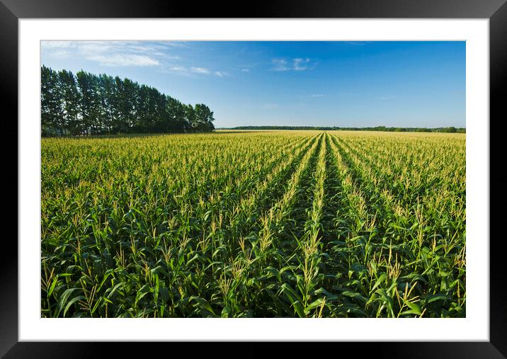 Feed Corn Field that Stretches to the Horizon Framed Mounted Print by Dave Reede