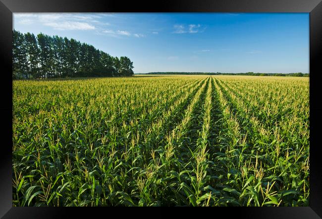 Feed Corn Field that Stretches to the Horizon Framed Print by Dave Reede