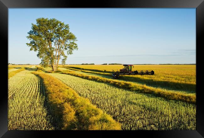 Swathing Canola Framed Print by Dave Reede