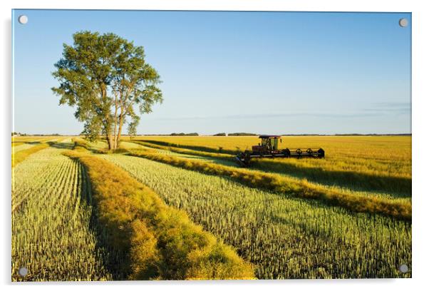 Swathing Canola Acrylic by Dave Reede